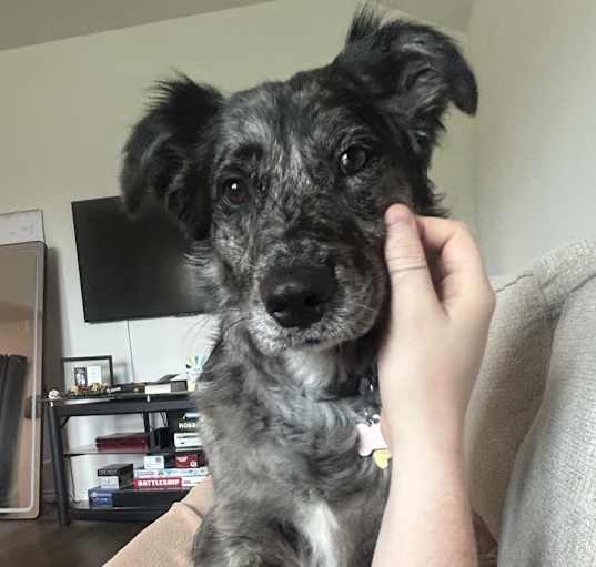 Photo of Violet