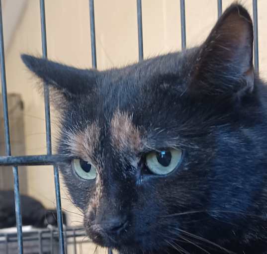 Photo of Kitty