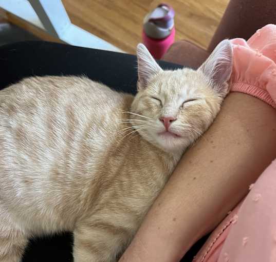 Photo of Timber