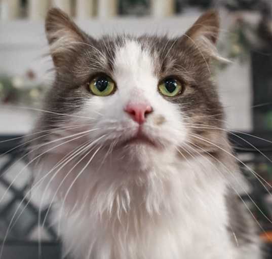 Photo of Persephone