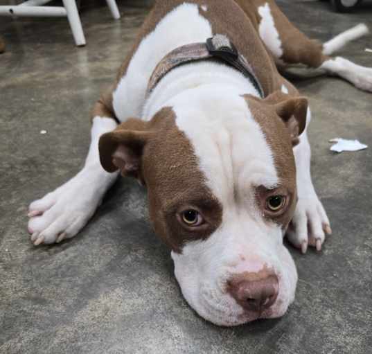 Photo of Brutus