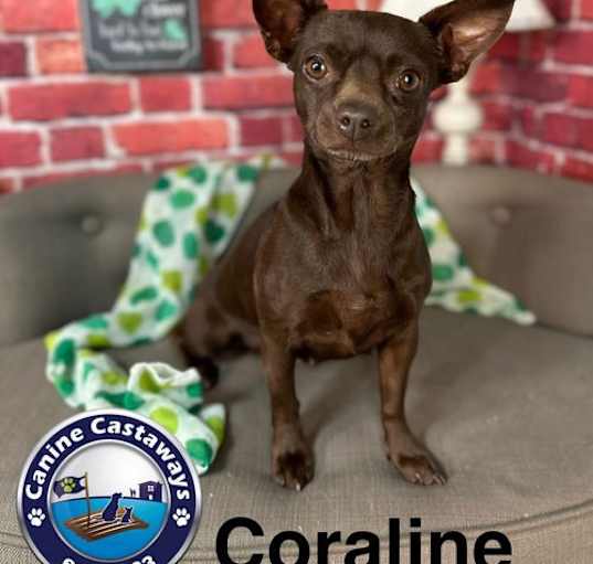 Photo of Coraline