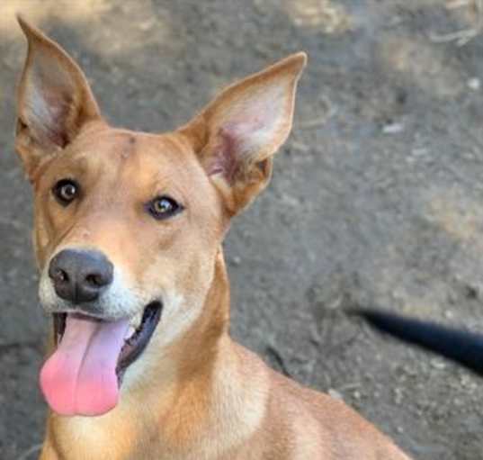 Photo of Dog