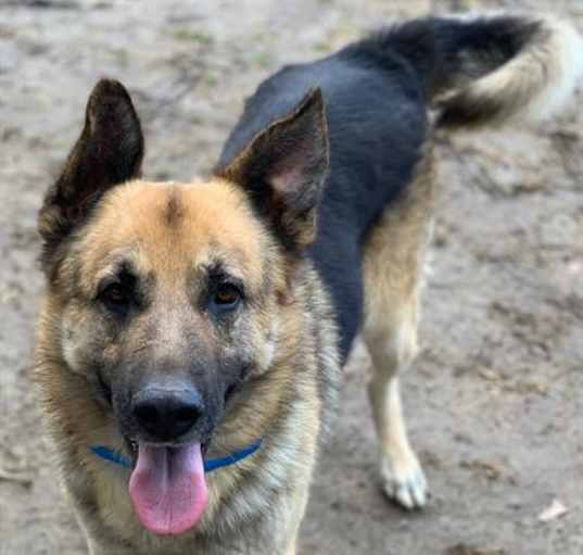 Photo of Dog