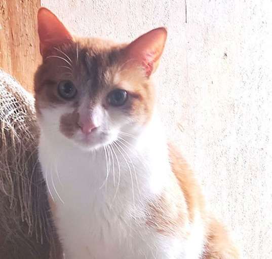 Photo of Toby