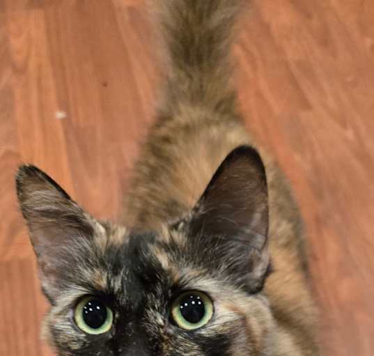 Photo of Moira