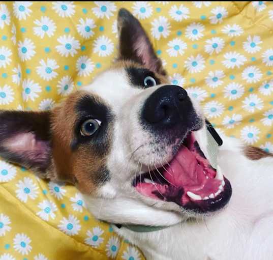 Photo of Ada