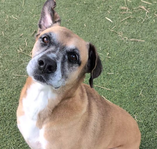 Photo of Scooter