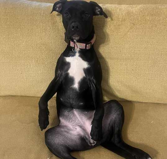 Photo of Luna