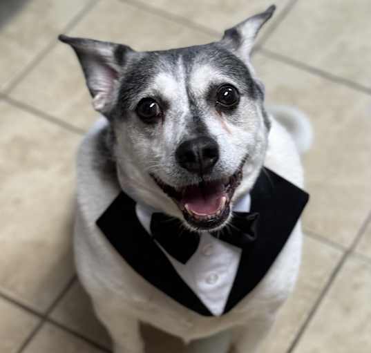 Photo of Jingle