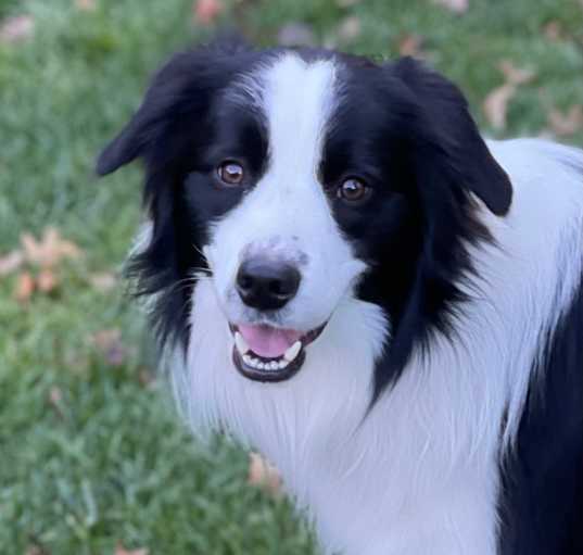 Photo of Indy