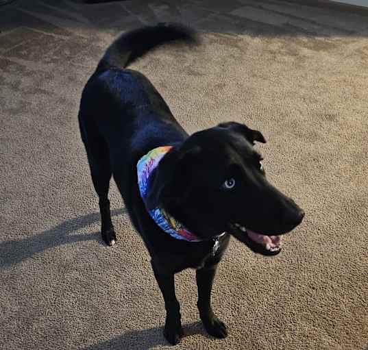 Photo of BLU