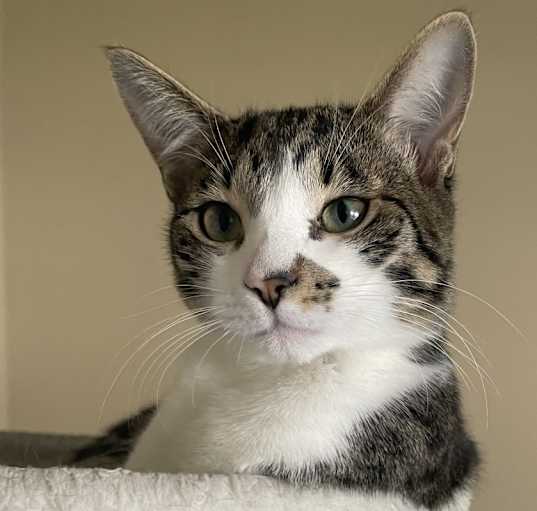 Photo of Ginger