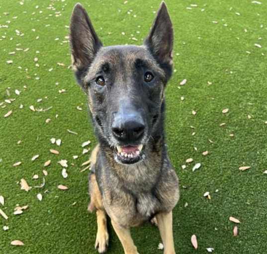 Photo of DUKE