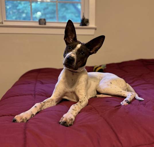 Photo of Darla