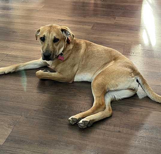 Photo of Vada