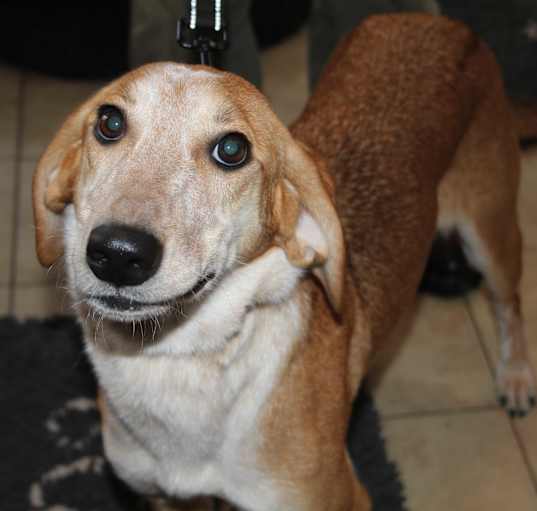 Photo of Gypsy