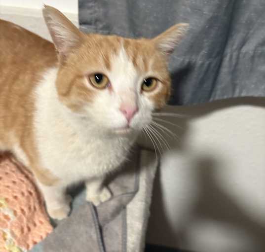 Photo of Biscuit
