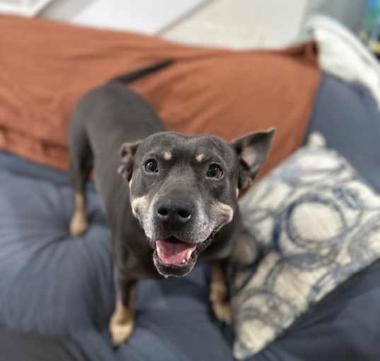 Photo of Cocoa 