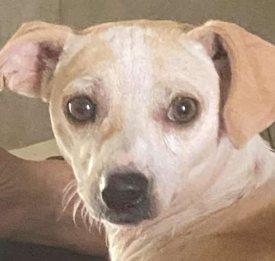 Photo of Honey JH