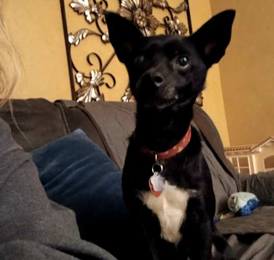 Photo of Bandit