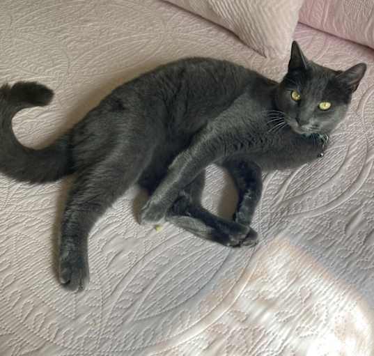 Photo of Merlin