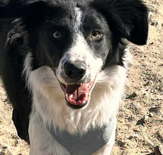 Photo of Zeke loves to play
