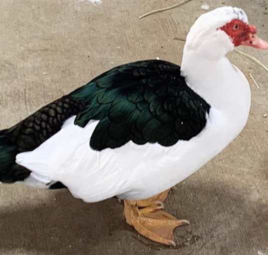 Photo of HARVEY