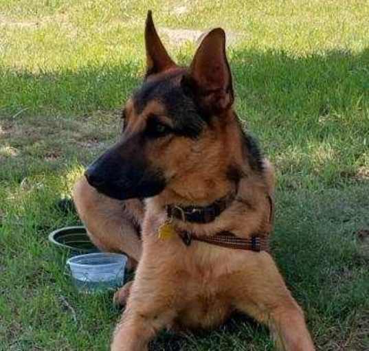 Photo of Rex