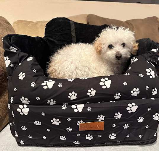 Photo of Bowwow