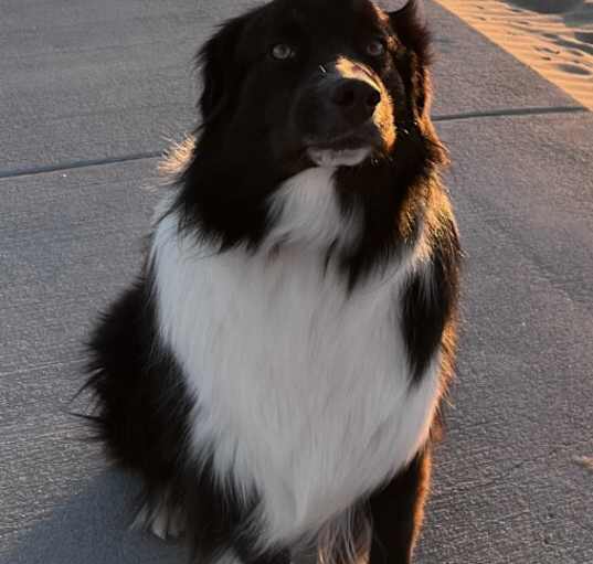 Photo of Bucky