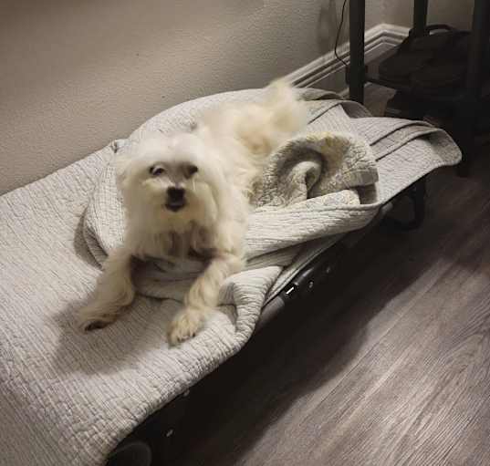Photo of LEXI