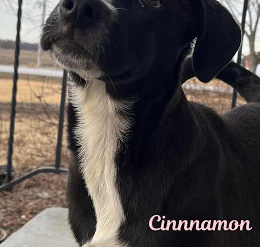 Photo of Cinnamon