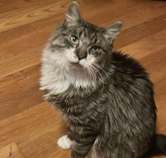 Photo of Martini