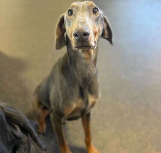 Photo of Nala