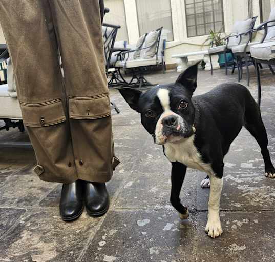 Photo of Wishbone