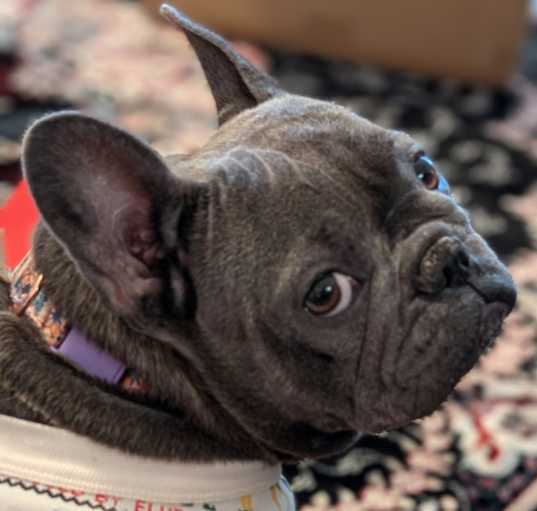Photo of Mochi