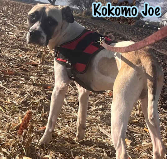 Photo of Kokomo Joe