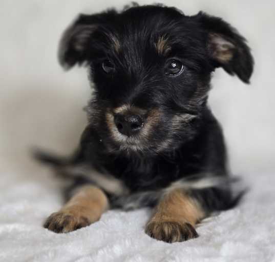 Photo of Shelby