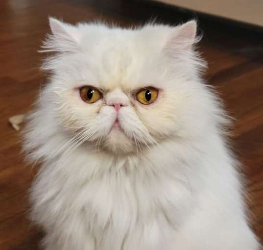 Photo of Minerva