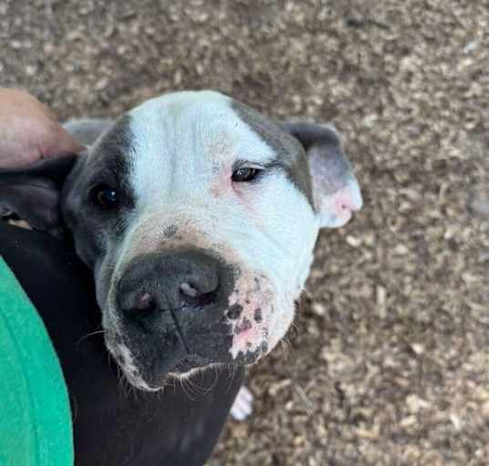 Photo of Herman (GA)