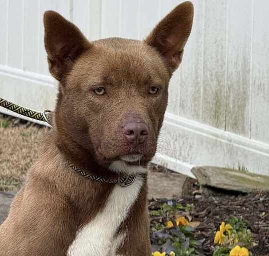 Photo of Chaca
