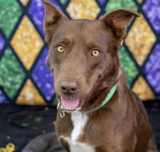 Photo of Rocko