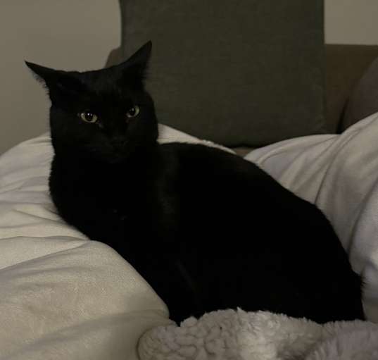 Photo of pistachio