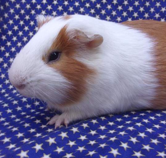 Photo of BROWNIE