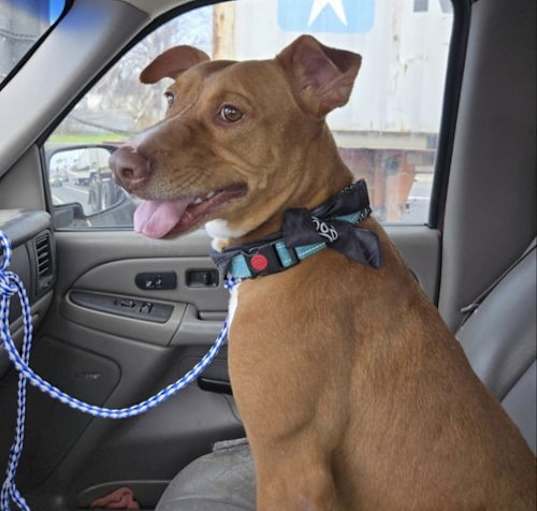 Photo of Archie