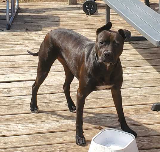 Photo of Luna