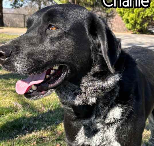 Photo of Charlie