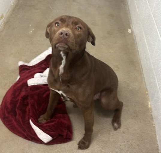 Photo of Timber