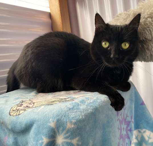 Photo of Midnight